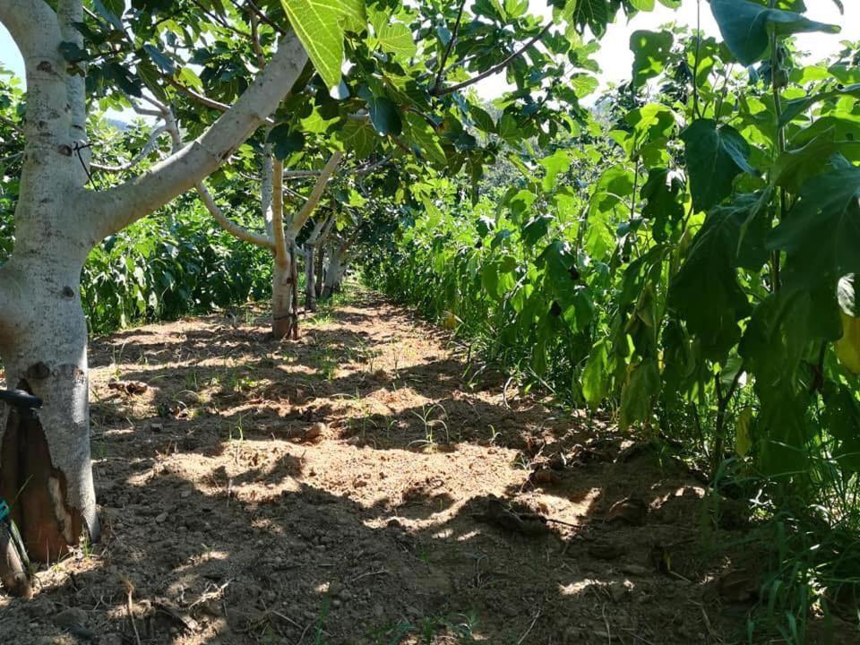 Il Cerro Agriturismo Zagarese Fuscaldo Ngoại thất bức ảnh